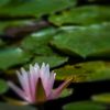蓮華 6