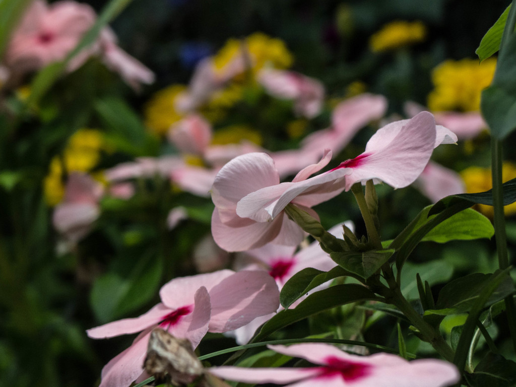 代々木公園の花畑...03