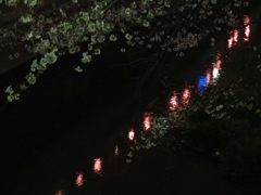 夜桜と提灯..