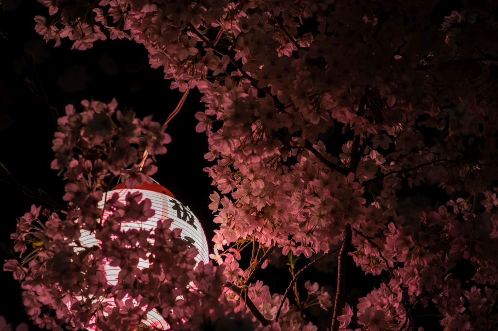 夜桜...