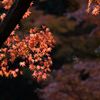 光る...01