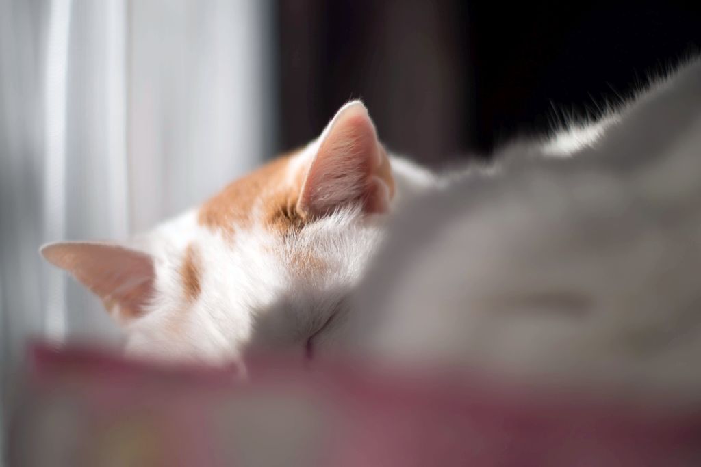 わが家のねむりねこ...03