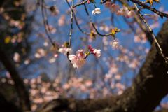 上野の桜