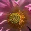 Soft Lotus 2