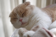 ゆめのなか...(=^・^=)