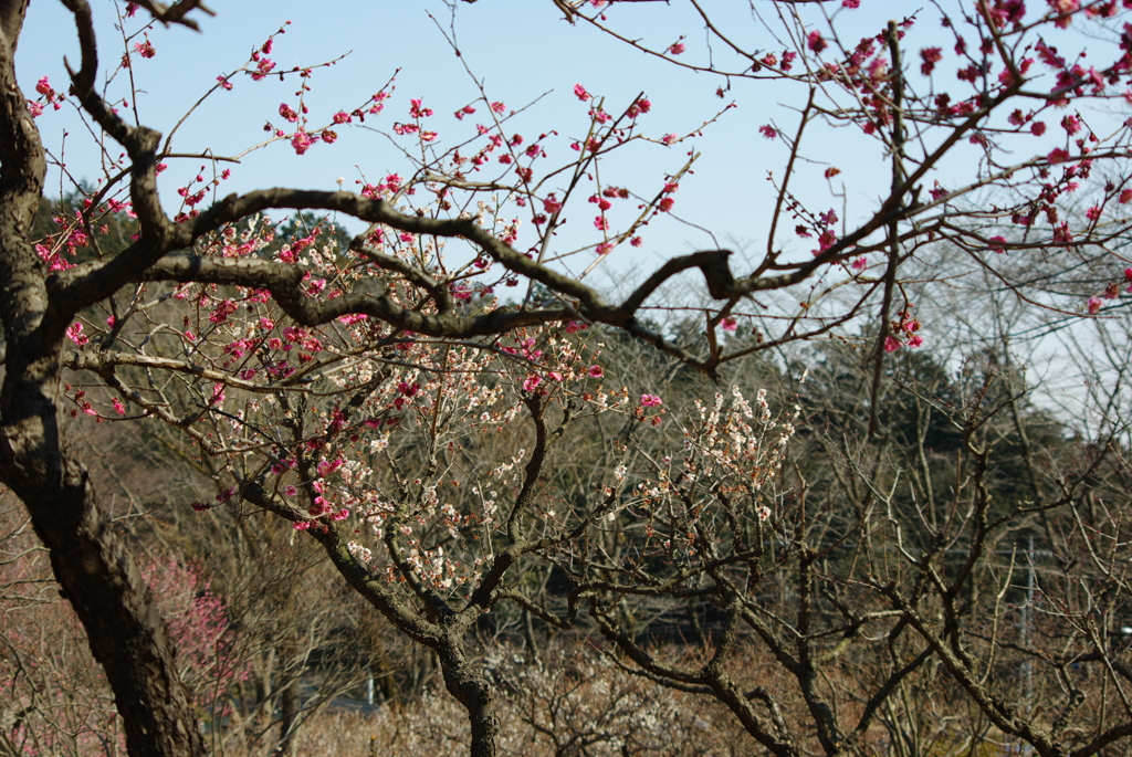 紅梅白梅ほころぶ...04