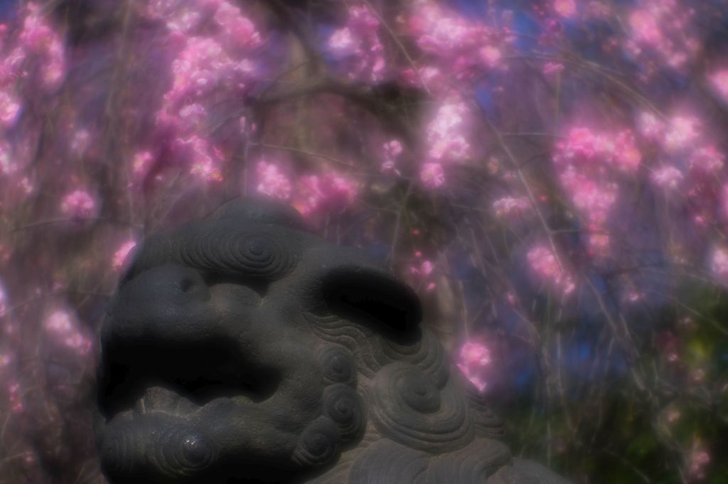 牛天神北野神社の枝垂れ梅...04