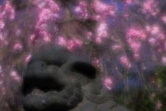 牛天神北野神社の枝垂れ梅...04