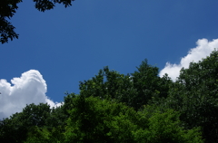 空と雲とそして木々...04