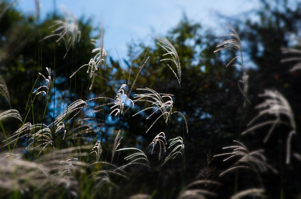 ススキのよさこい....＼(^o^)／