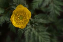 季節の華...フクジュソウ