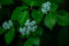 まるで線香花火...