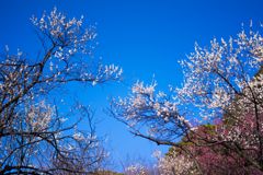 梅の花は青空によく似合う...01