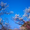 梅の花は青空によく似合う...01
