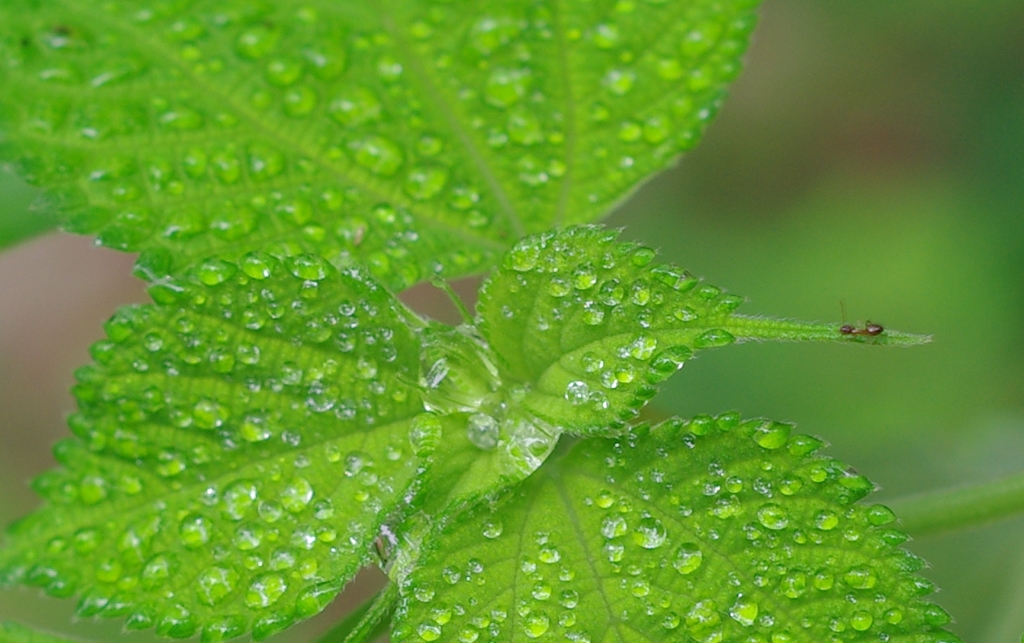 水玉と蟻