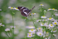 午後のひととき.........