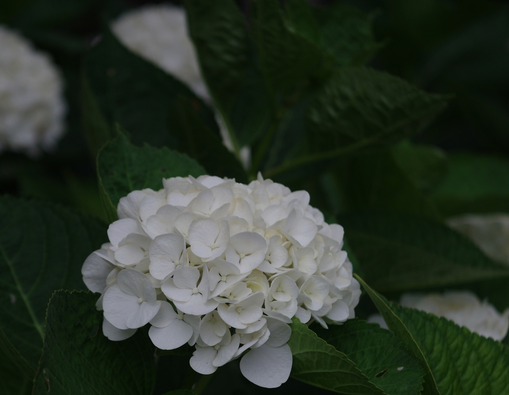 白い紫陽花　03