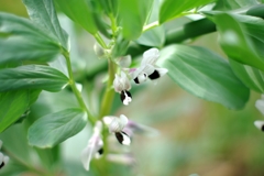 初めて見た花、可愛い花...03