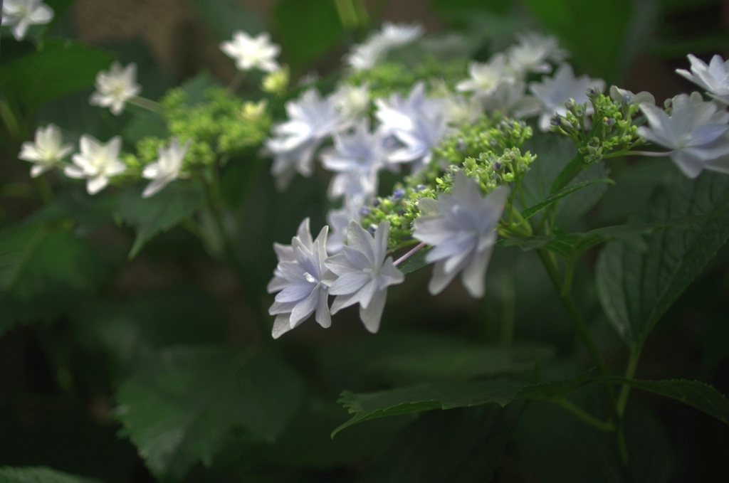 紫陽花 01