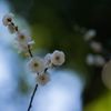 北の丸公園写ん歩...01