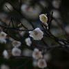 北の丸公園写ん歩...02