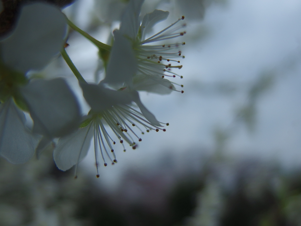 あんずの花も満開です...(^^)