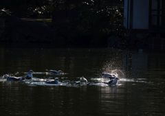 カモメの行水！