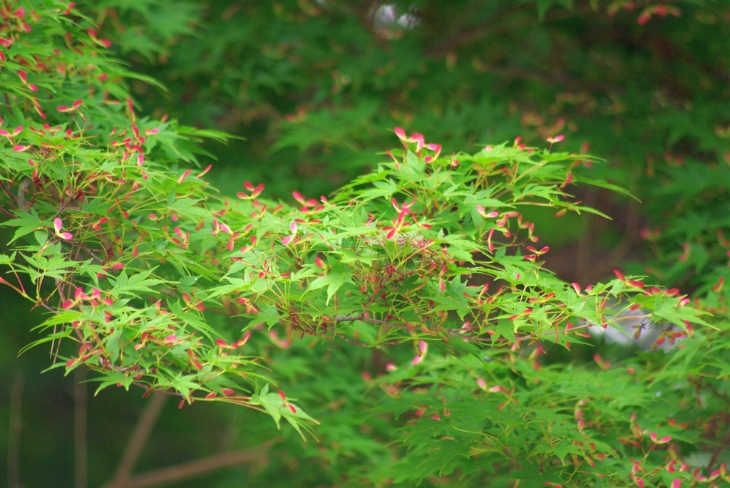 モミジの実がいっぱい.....