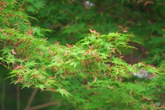 モミジの実がいっぱい.....