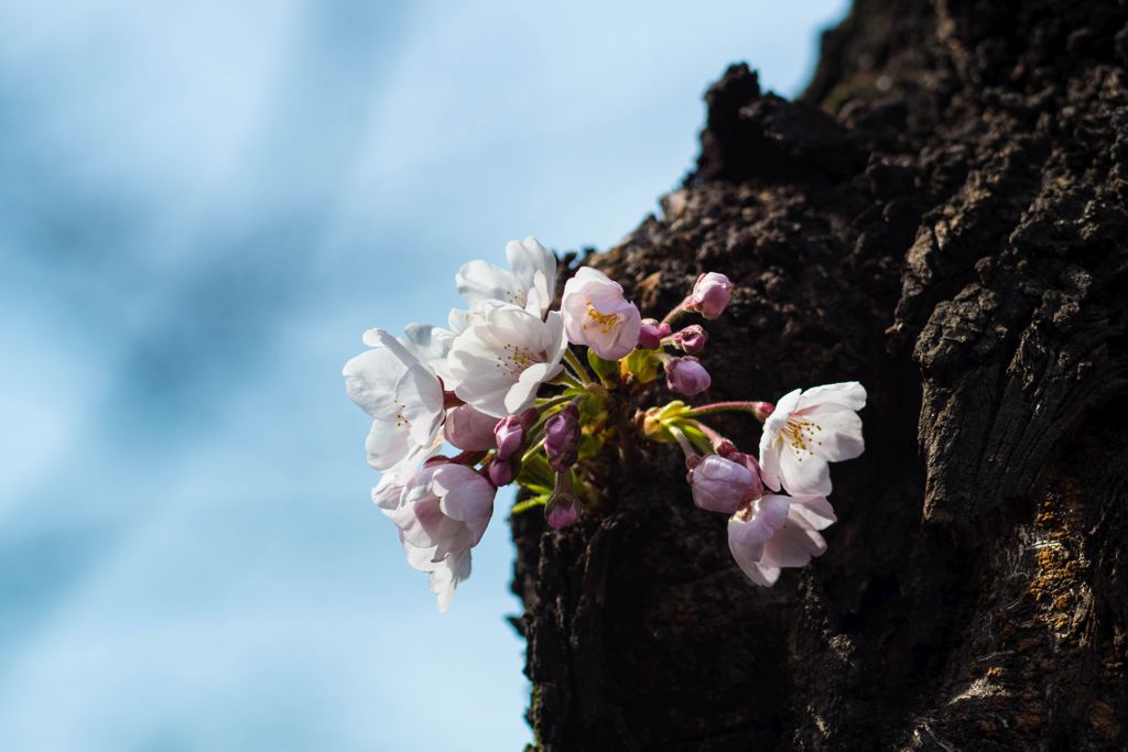 胴咲き桜 2