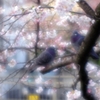 鳩さんも花見...(^^)