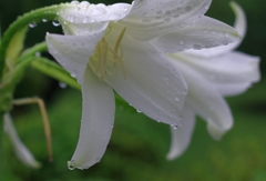 みずみずしい朝のひととき