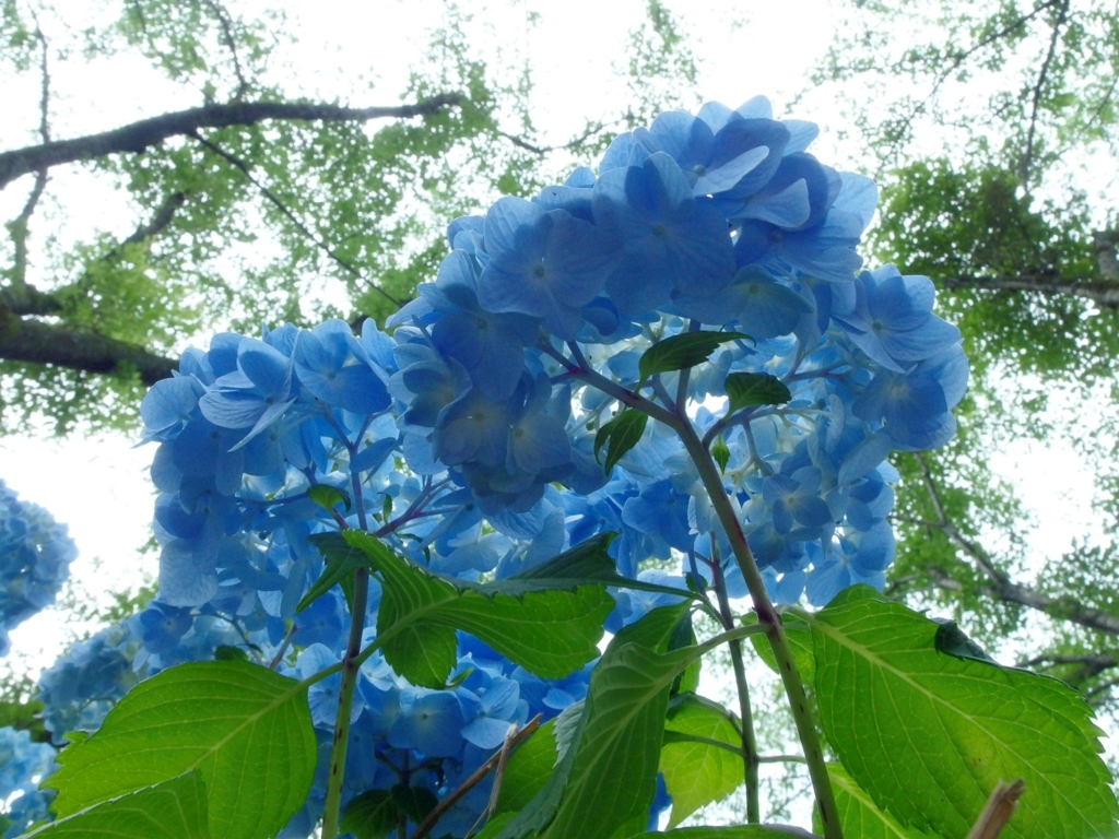 紫陽花　08