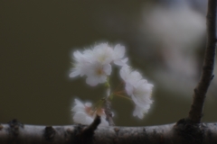 桜桃(サクランボ)の花満開...03