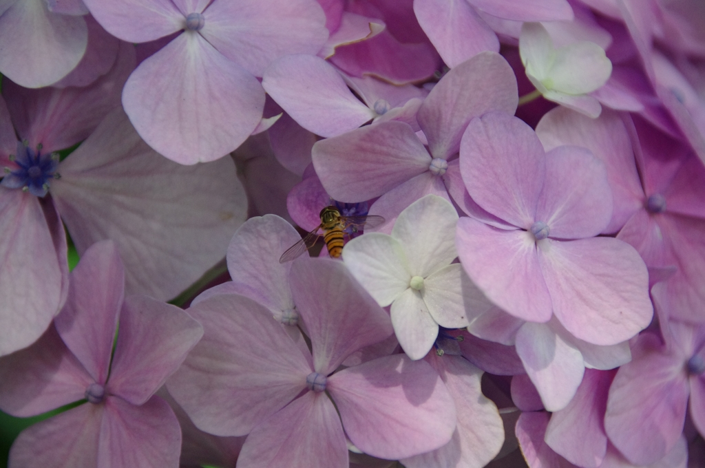 蜂さん、みっけ～