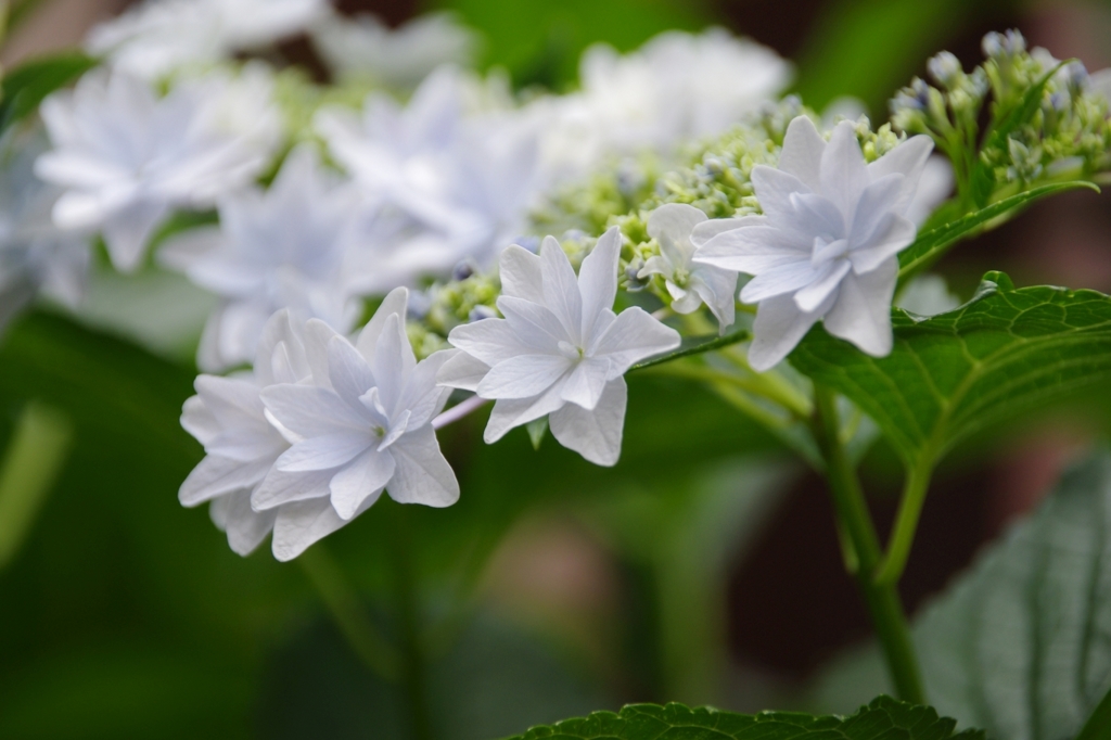 紫陽花 03