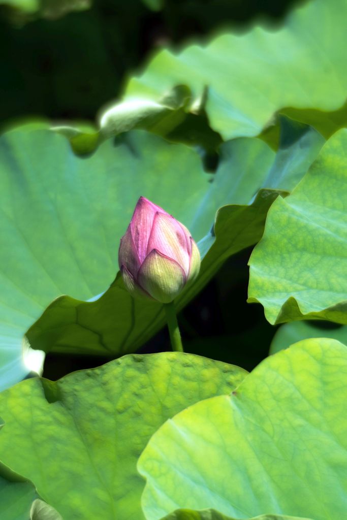 上野公園散策 7