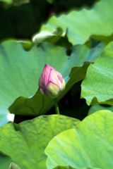上野公園散策 7