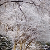 雪化粧...06