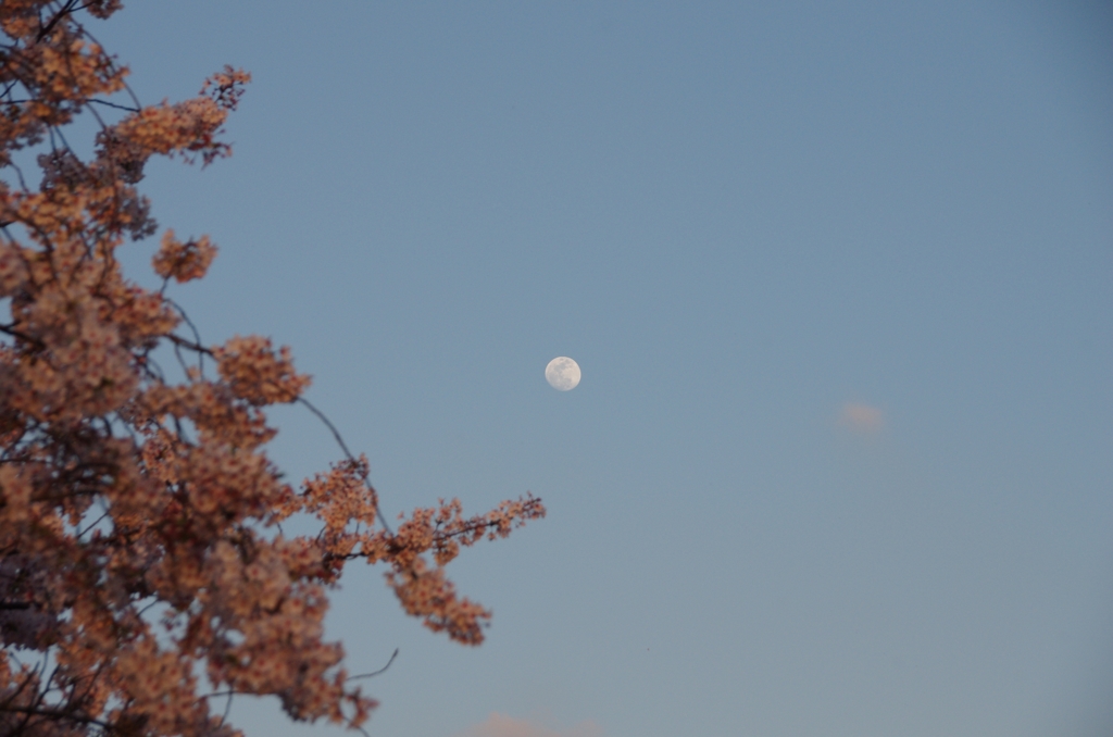 月と桜　その2　（2015年4月2日午後5時32分）