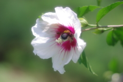 ムクゲの蜜を求めて花粉まみれのクマバチ　その2