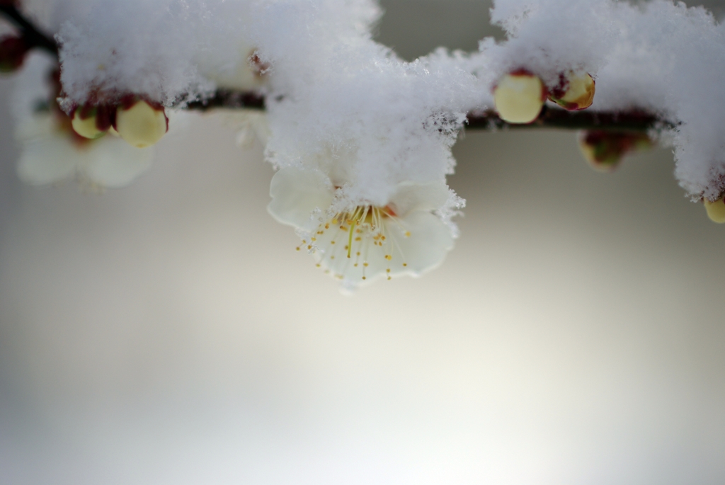 雪布団...01