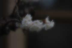 桜桃(サクランボ)の花満開...04