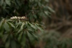 季節の華...アセビ