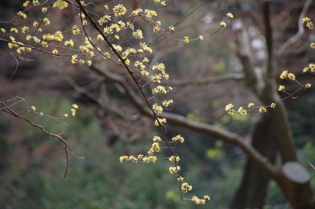 可憐なサンシュユ（山茱萸）の花咲いています＠六義園...03