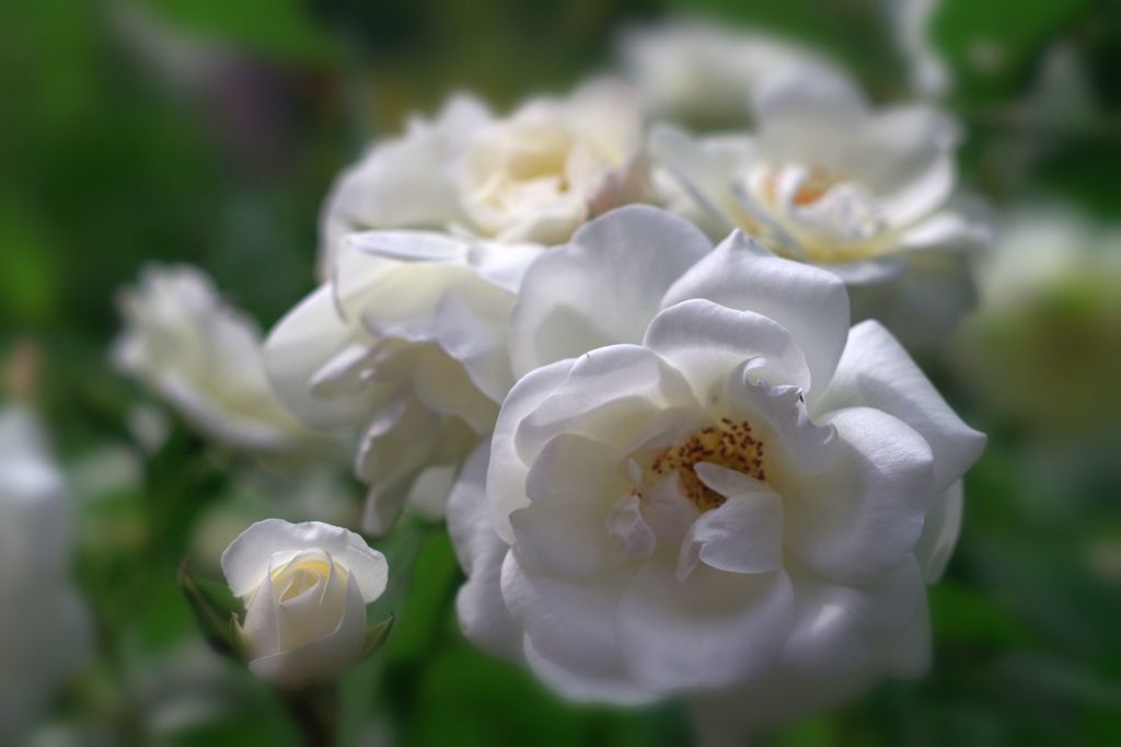 白い薔薇01