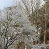 雪化粧...03