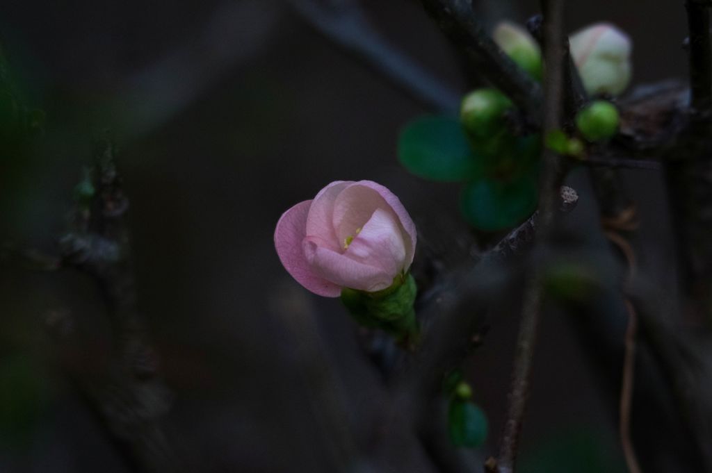 北の丸公園写ん歩...03