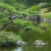 清澄庭園散策 10