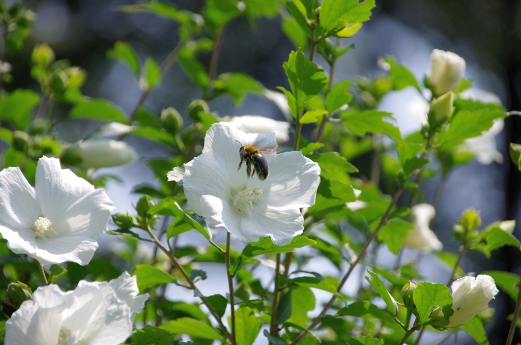 ムクゲとクマバチ